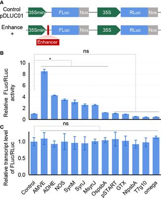Targeted insertion of regulatory elements enables translational enhancement in rice